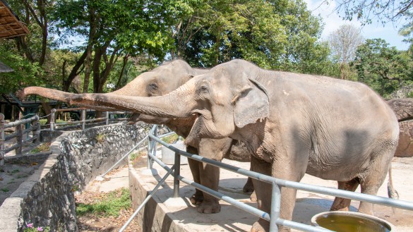 https://tikatadeals.com/zoo elephant